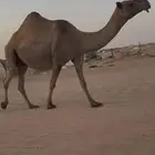 لقحه صفرا عبدانيه
