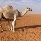 للبيع خلفتين تحتهن قعدان