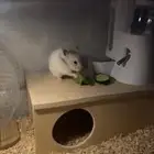 هامستر مع قفص