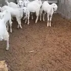 غنم