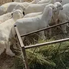 طليان