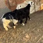 خرفان ذبايح