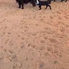 معزا عوارض متاويم