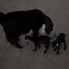 عنز خلفه طيب بلحيل