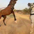 حصان شعبي