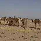 قعدان