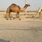 لقحات على بعير طيب