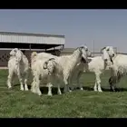 مشاريك ومصريات فاخره