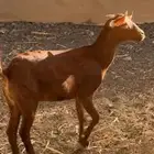 4 عنقان وتيس فحل