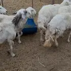 ضان