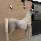 حصان شعبي شيخ