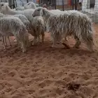 حريات حرش ثنوات ورباع وتامه 1