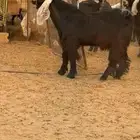 تيس مشروك صنف طيب جذع