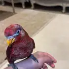 لوري كاردينال