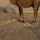 قعود غرنوقي طيب