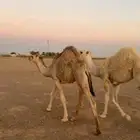 قعدان
