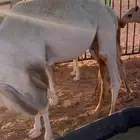 حوار قصب