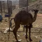 بكره للبيع بريه