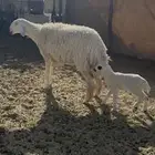 شاه معه رخل