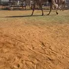 عشراء ضروبه