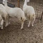 رخال مهجنه نص أذن