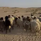 ذبايح نعيم حري تيوس تقسيط