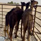 قعدان مجاهيم تربية
