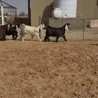 تاسيس مراح جفرات عوارض ملاوين.