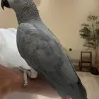 كاسكو سوبر سوبر جامبو