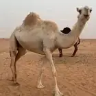 عفراء للبيع مسيومه 4600