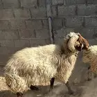 فحل نعيمي تام