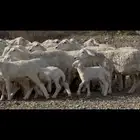غنم حريه متابيع كفو 31 يتبعها 38