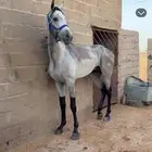 للبيع حصان واهو
