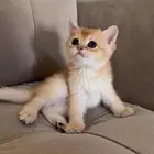 ny11 سكوتش ذكر قولد ستريت كتن