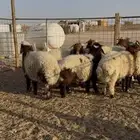 ذبايح ذبيحه حري نعيمي تيس يوجد تمارا