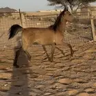 مهره شعبيه