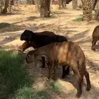 سواكني