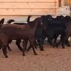 شاميات جذعات