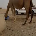 ناقه ساحلية ملاقي طيبه