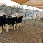 نجد