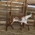 جفره وشحا فاخره