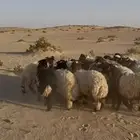 ذبيحه ذبايح نعيم بلدي يوجد تمارا