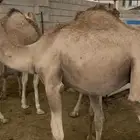 حشوان للبيع