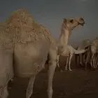 لقحة