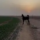 فرس شعبيه معها مهره