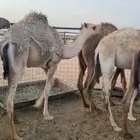 حشو قعدان عمار سته شهور فاخره ع الحليب