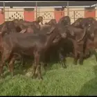 مراح مصريات جم فواخر جذعات