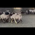 الجذعات المقاني