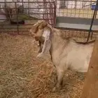 تيس اصفر عارضي صنف