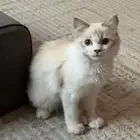 قط ذكر للبيع بسعر رمزي. الاحساء الهفوف